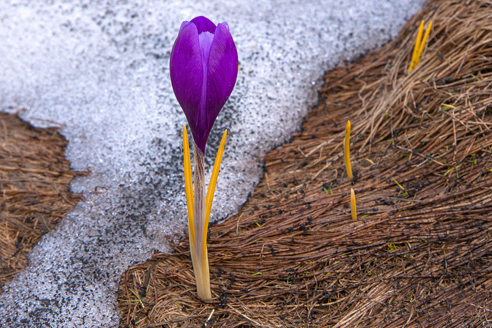 Фотографія Весна іде красу несе / Юрій Максименко / photographers.ua
