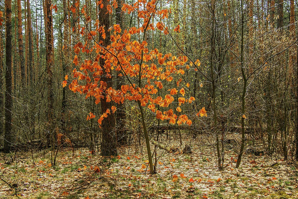 Фотографія Стрілись якось в лісі осінь із весною. / Юрій Максименко / photographers.ua