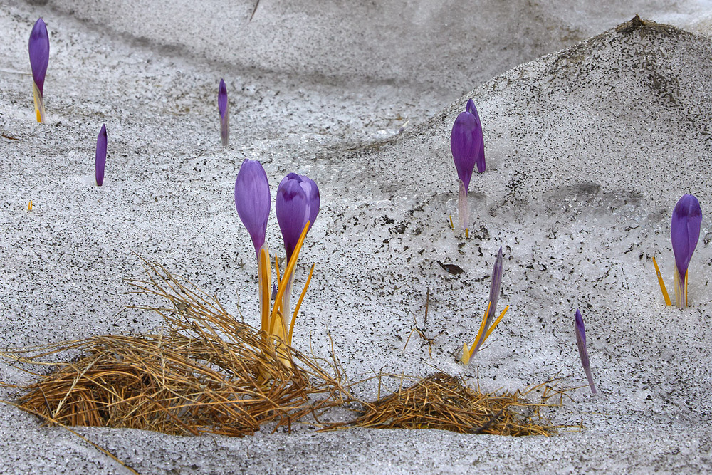 Фотографія Весна іде красу несе. Крокусіада. / Юрій Максименко / photographers.ua