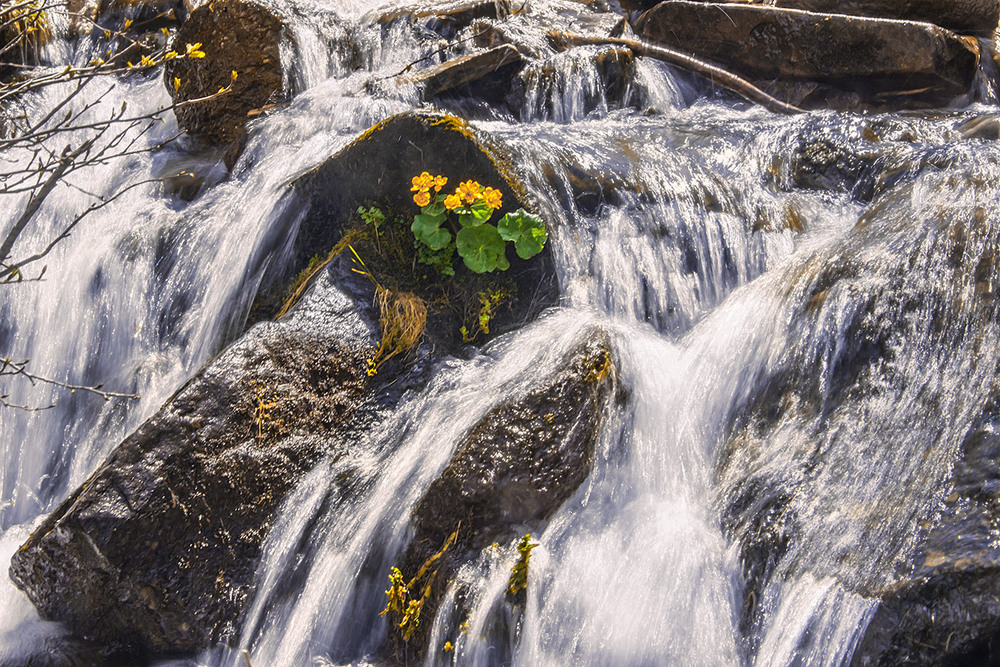 Фотографія Зароджується життя серед холодних бризьок: сніги тануть, - вода біжить, піниться, блищить. / Юрій Максименко / photographers.ua