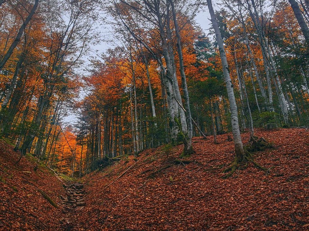 Фотографія В жовтні у лісі не сумно, але й не весело в дощик. / Юрій Максименко / photographers.ua