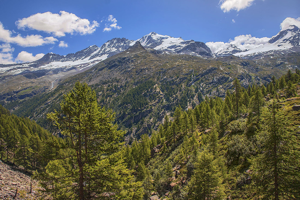 Фотографія Ой, смереко, розкажи мені, смереко, чом ти так ростеш далеко, чарівна моя, смереко... / Юрій Максименко / photographers.ua