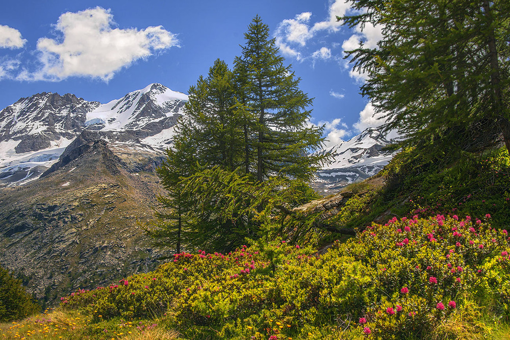 Фотографія - Червону руту не шукай вечорами - ти у мене єдина, тільки ти, повір! - А коли ж її тоді шукать?!! / Юрій Максименко / photographers.ua