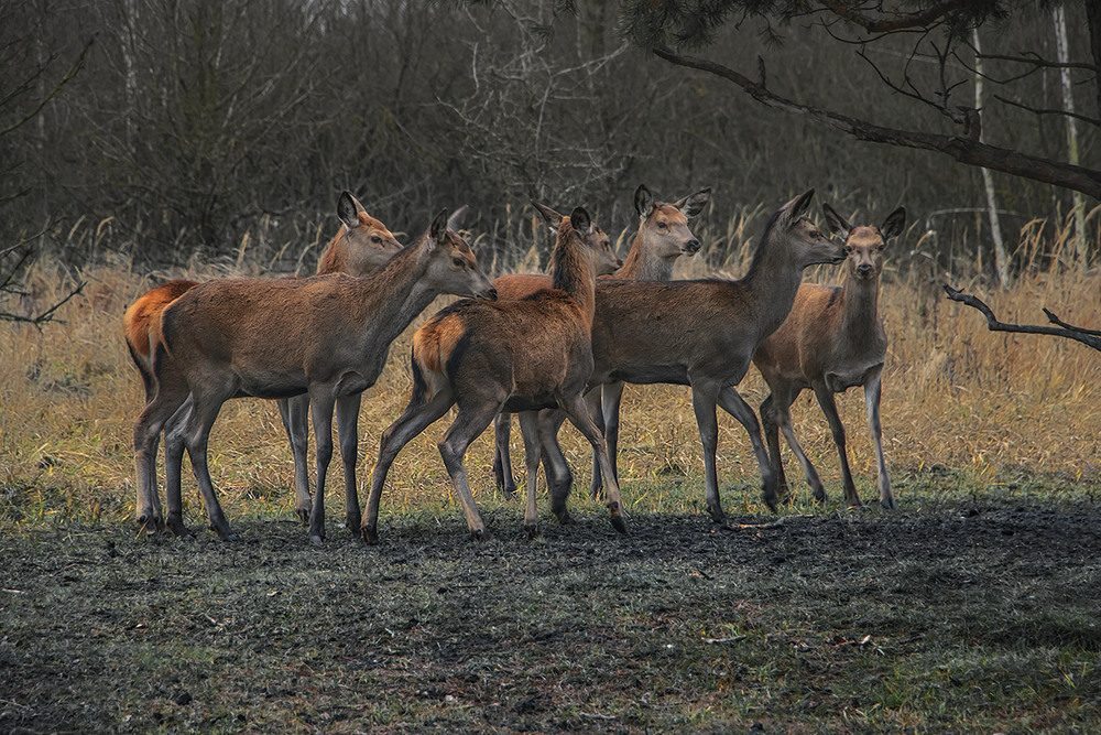 Фотографія Оле-Оле-Оле-нята - візьміть мЕне на крилята. / Юрій Максименко / photographers.ua