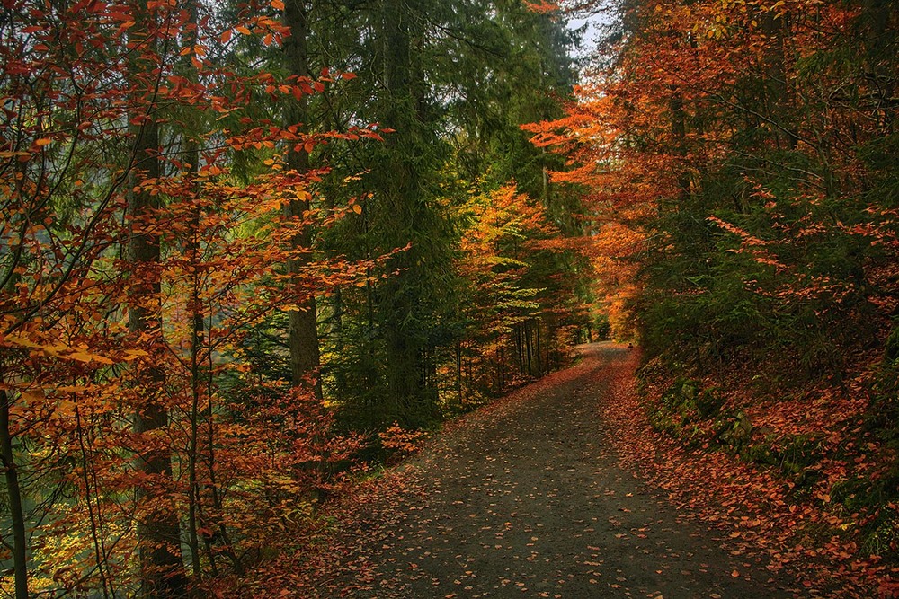 Фотографія В нас шлях єдиний є - шлях сяючий, шлях перемоги. / Юрій Максименко / photographers.ua
