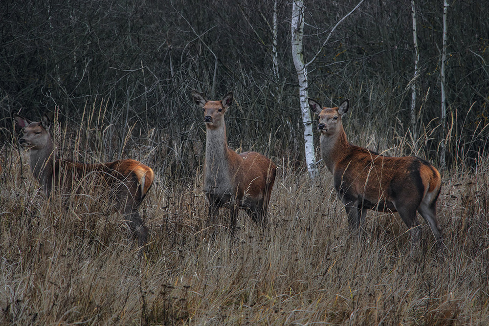 Фотографія Молоденькі оленички. / Юрій Максименко / photographers.ua