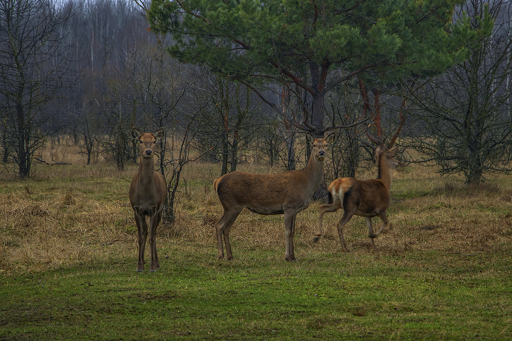 Фотографія Оле-Оле-Оленята - візьміть мЕне на крилята / Юрій Максименко / photographers.ua