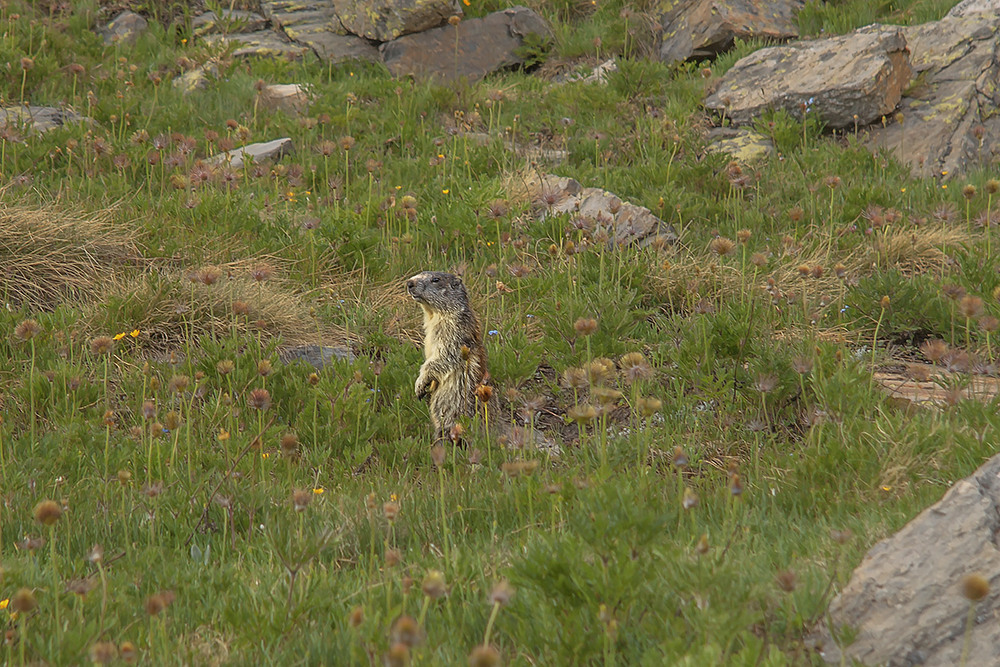 Фотографія Стрінув якось товариша по походеньках - вгодованого свистуна, який щойно дістався з нори до сонця. / Юрій Максименко / photographers.ua