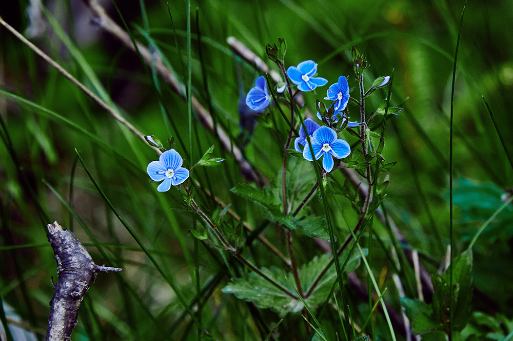 Фотографія Лісо-польові блакитні рослинки. / Юрій Максименко / photographers.ua