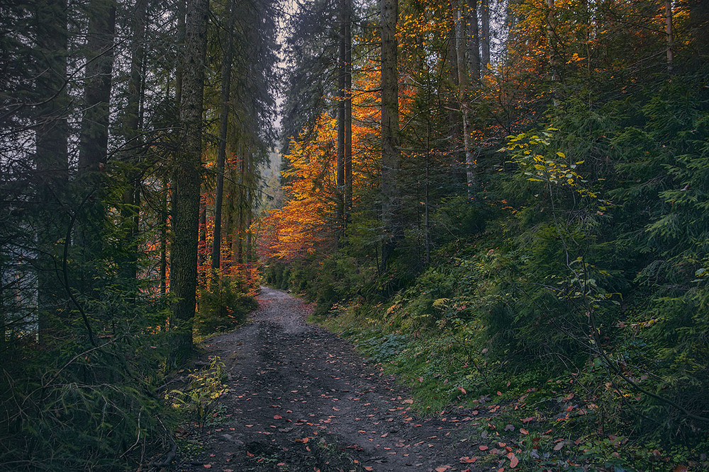 Фотографія У лісі темному десь бродить хитрий лис. О-о-о-он десь в кущі заховався. / Юрій Максименко / photographers.ua