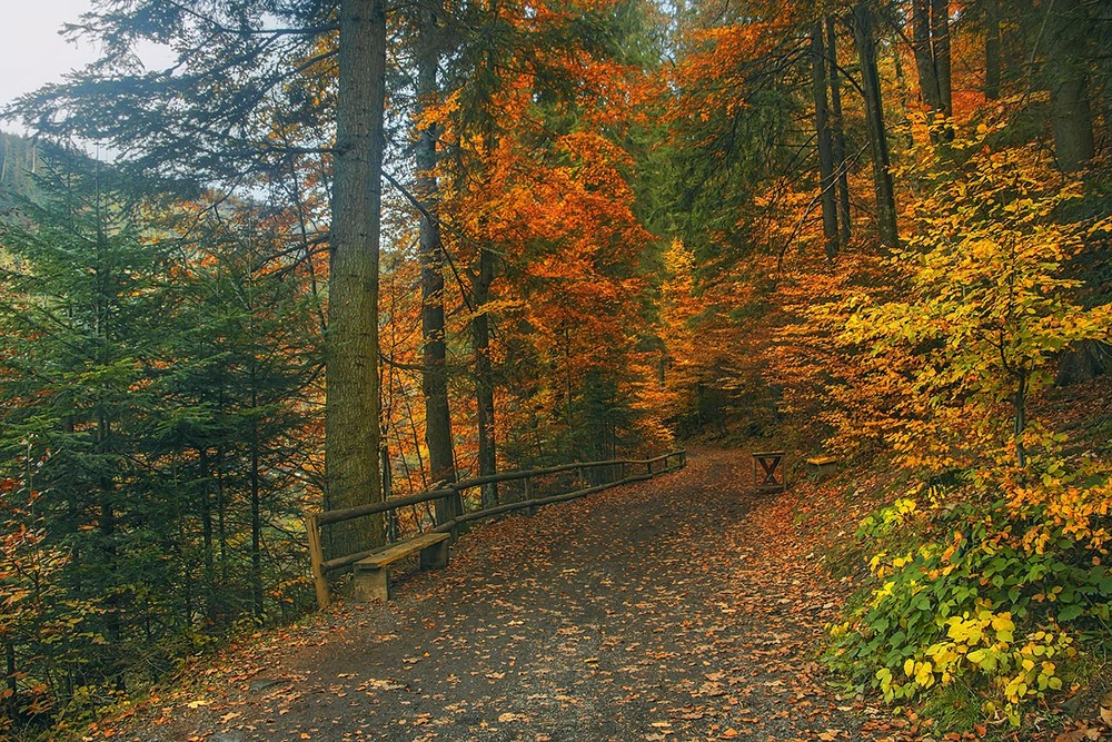 Фотографія Багата на барви осінь кличе до себе буває: осьо цією стежкою йди. От ми і йдемо туди. / Юрій Максименко / photographers.ua