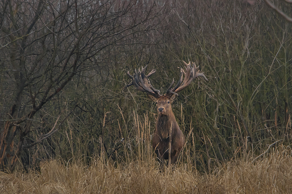 Фотографія Брати наші рогаті уникають спілкування з людьми. Певно, на те є вагомі причини. / Юрій Максименко / photographers.ua