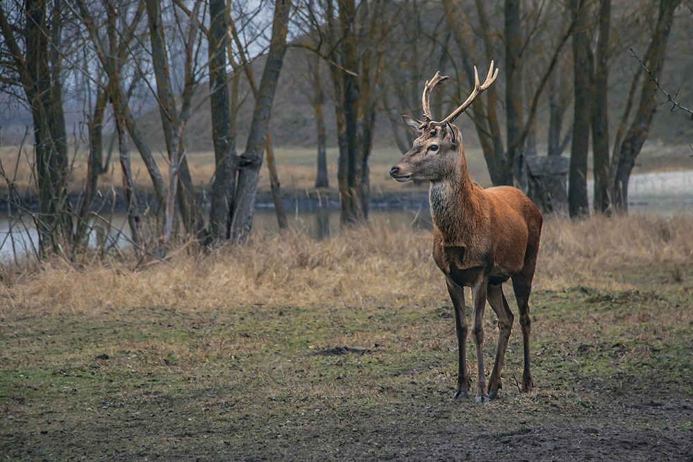 Фотографія На узліссі. / Юрій Максименко / photographers.ua