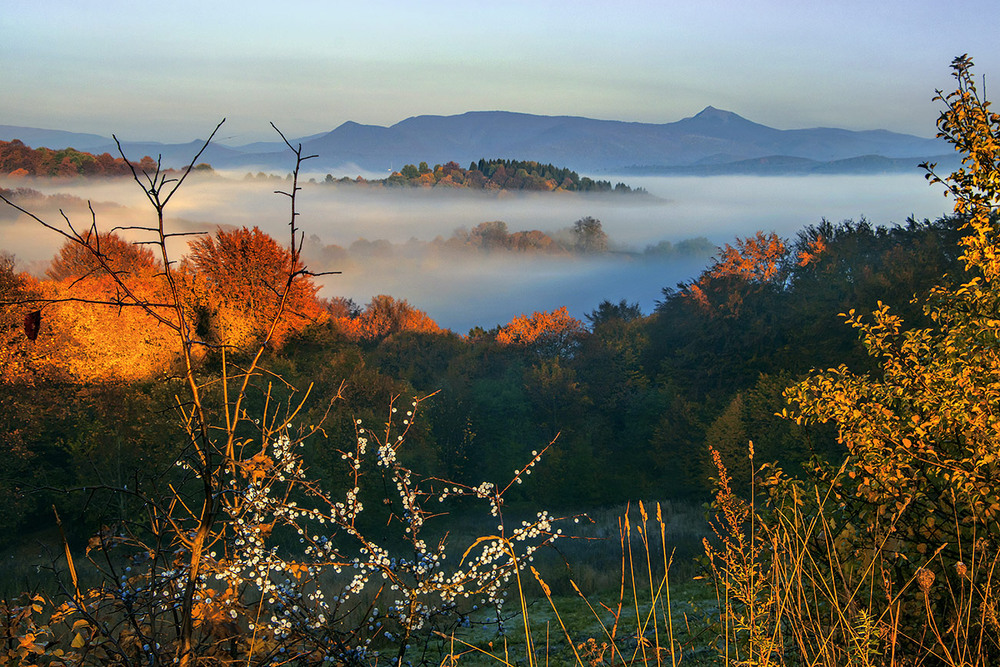 Фотографія Зранку на світанку золоті ягоди зацвіли. Цвіте терен восени, та й цвіт - не опадає. / Юрій Максименко / photographers.ua