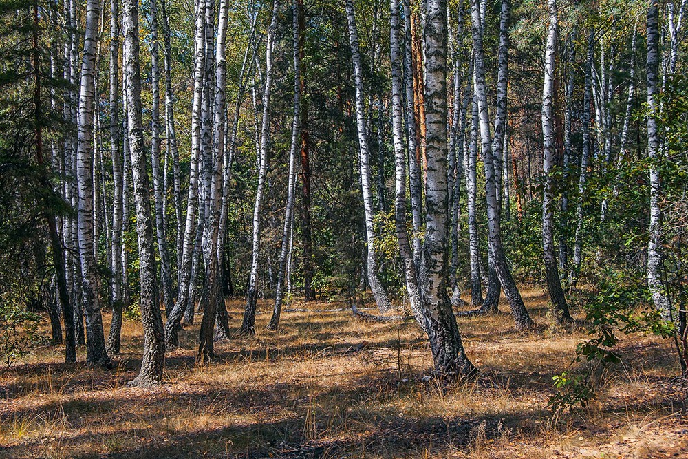 Фотографія Від долі не втічеш - інтерференція в серпневому лісі відбулася. / Юрій Максименко / photographers.ua