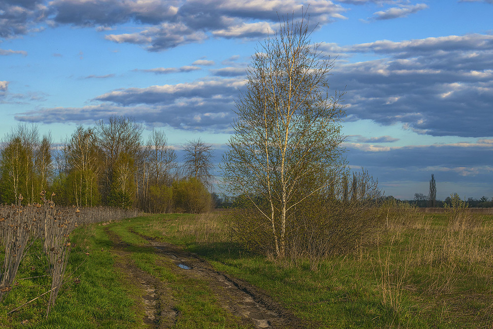 Фотографія Весна: сонце опускається, бруньки розпускаються, хмари просуваються - на схід. / Юрій Максименко / photographers.ua