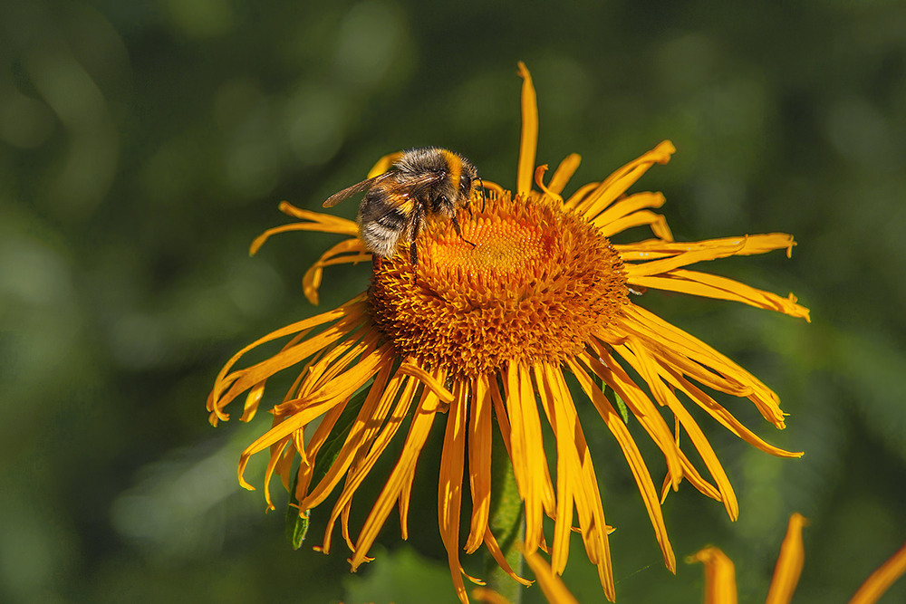 Фотографія Від настрою багатьох волохатих істот залежить ду-у-у-у-же багато чого на Землі. / Юрій Максименко / photographers.ua