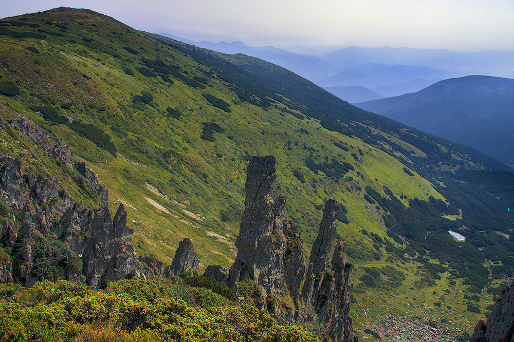 Фотографія Гуси, гуси, гусенята - візьміть мене на крилята. / Юрій Максименко / photographers.ua