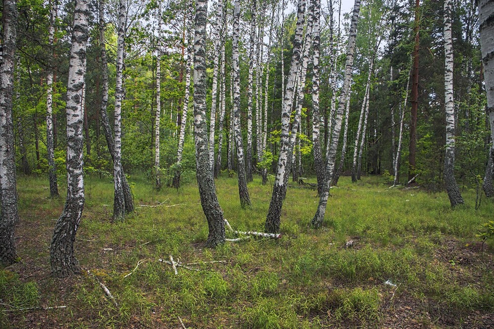 Фотографія Дощ, білі дерева і грибне місце. / Юрій Максименко / photographers.ua