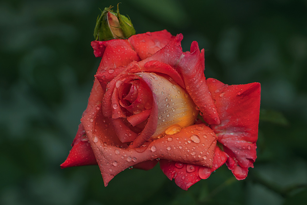 Фотографія Можна ж так сказати про якусь персону: "вона прекрасна як троянда в дощ"? / Юрій Максименко / photographers.ua