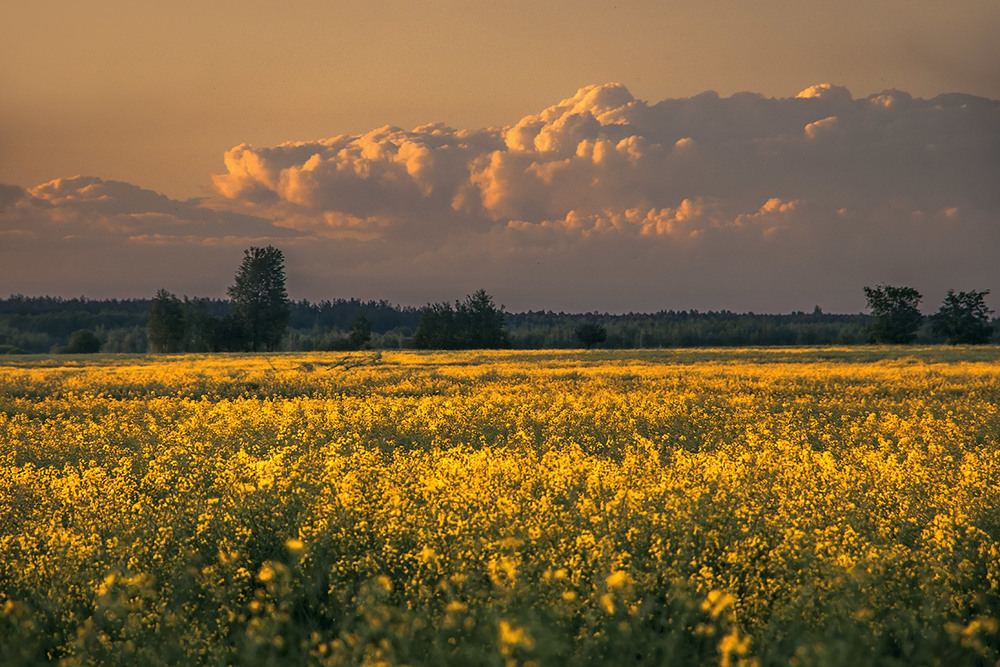 Фотографія У полях край села: де воно - те сонце? / Юрій Максименко / photographers.ua