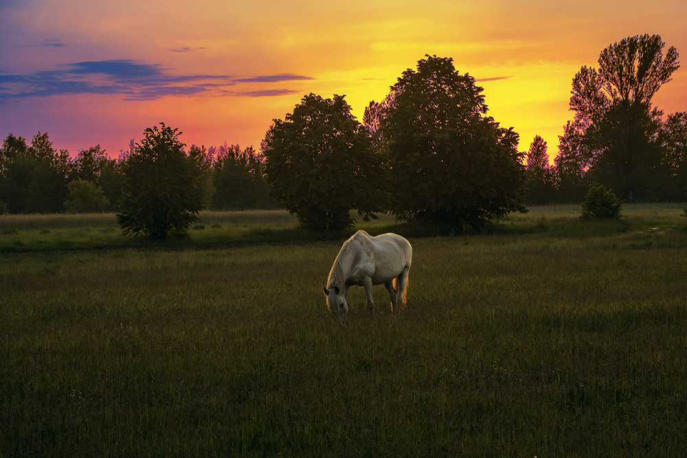 Фотографія Білий кінь купається в сонячному золоті проти ночі. / Юрій Максименко / photographers.ua