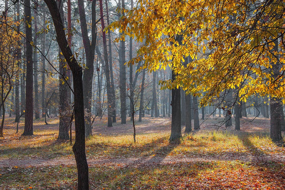 Фотографія Der Herbst ist da! / Юрій Максименко / photographers.ua