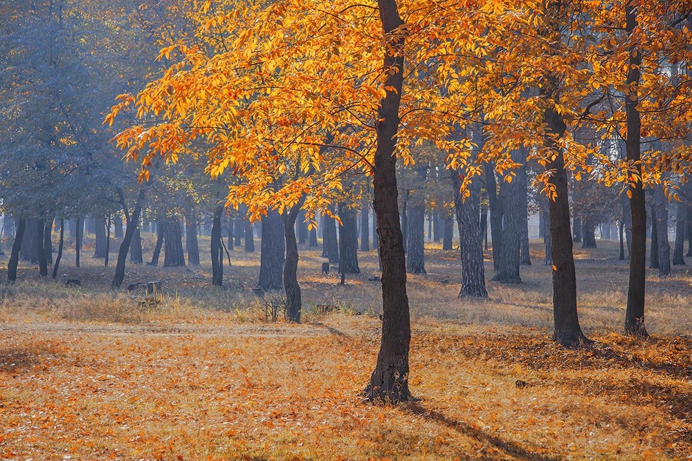 Фотографія В осінньому театрі незмінно трапляються сцени, що викликають якийсь веселий сум (сумовиту радість?) / Юрій Максименко / photographers.ua