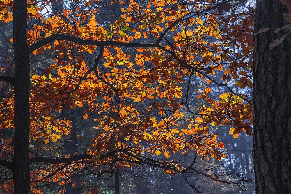 Фотографія Дубове листя вже жухле і рябе, а сонцем просвітилося - спалахнуло. / Юрій Максименко / photographers.ua