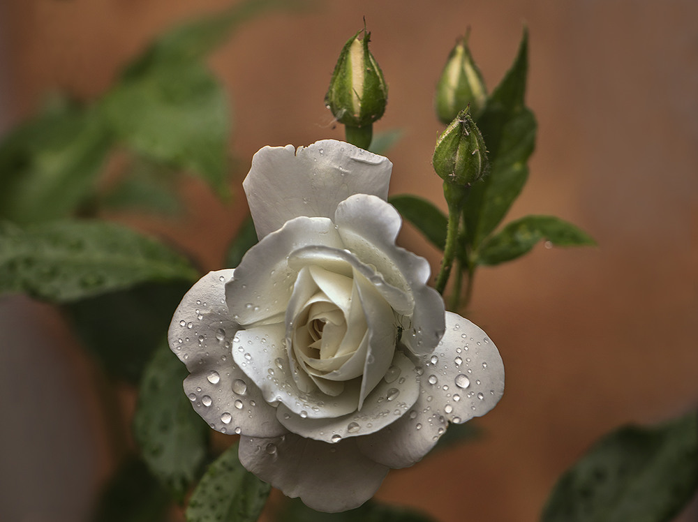 Фотографія Троянда біла після дощу. / Юрій Максименко / photographers.ua