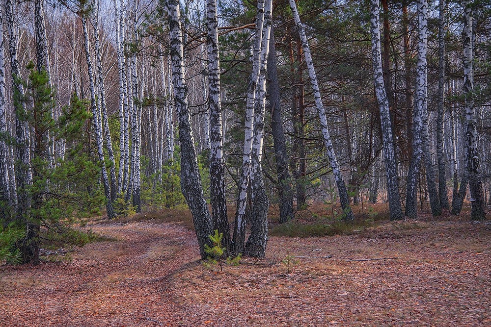 Фотографія Сонце вже низенько. Оце так зима була якось, - коли в лісі білими були берізки лише. / Юрій Максименко / photographers.ua