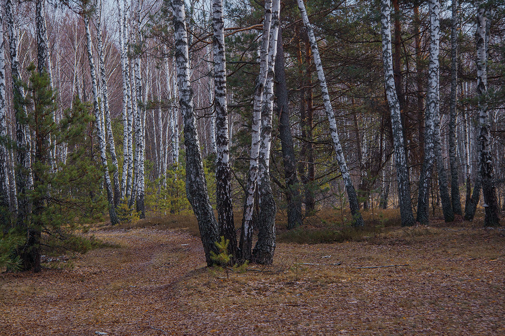 Фотографія Грудневий ліс сьогодні. / Юрій Максименко / photographers.ua