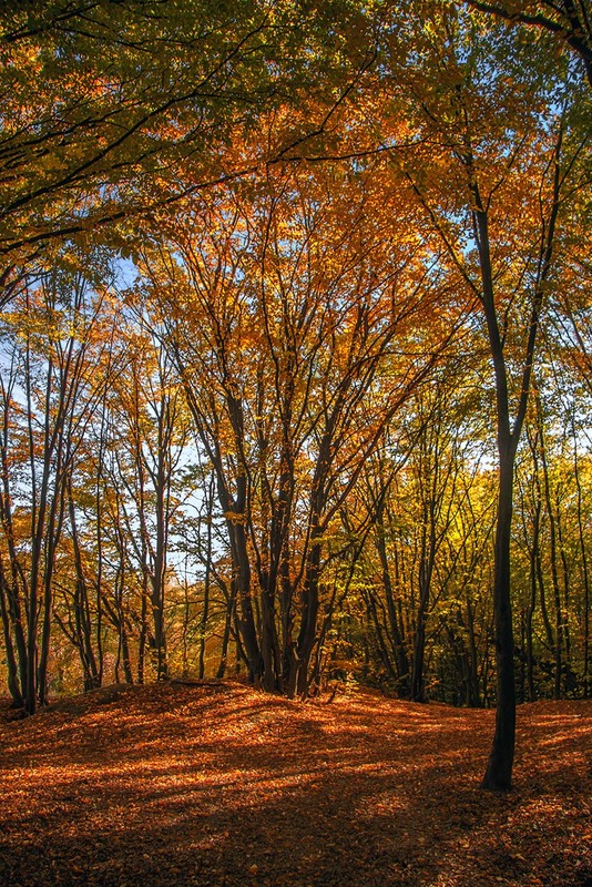 Фотографія Гарно  в лісі у жовтні буває. / Юрій Максименко / photographers.ua