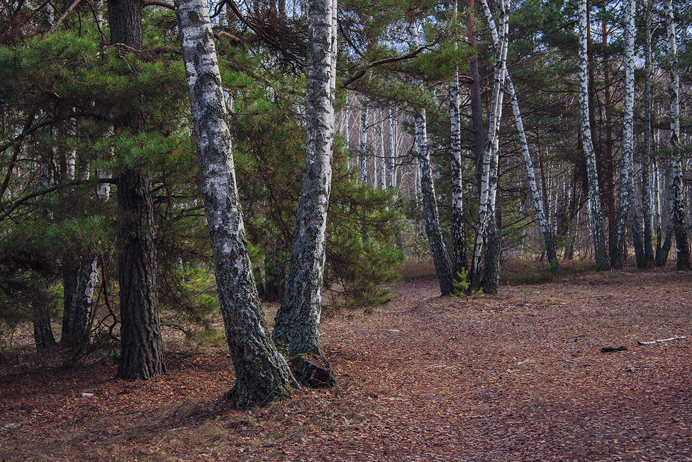 Фотографія Грудневий ліс сьогодні. / Юрій Максименко / photographers.ua