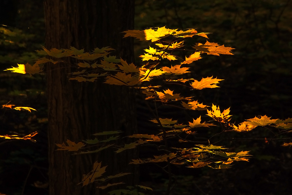 Фотографія Щоб листячко засвітилося, осені треба було ще добряче постаратися. / Юрій Максименко / photographers.ua