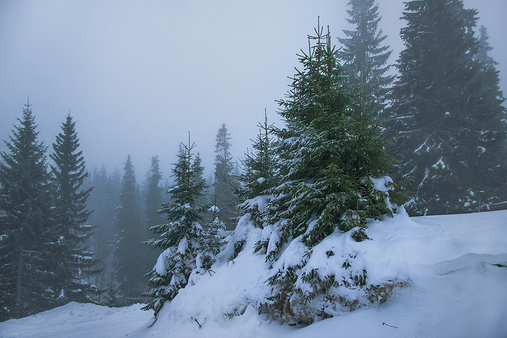 Фотографія Різдвяна ялинка, - так називається ялинка для наряджання. Ця - наряджається в тумани і сніг. / Юрій Максименко / photographers.ua