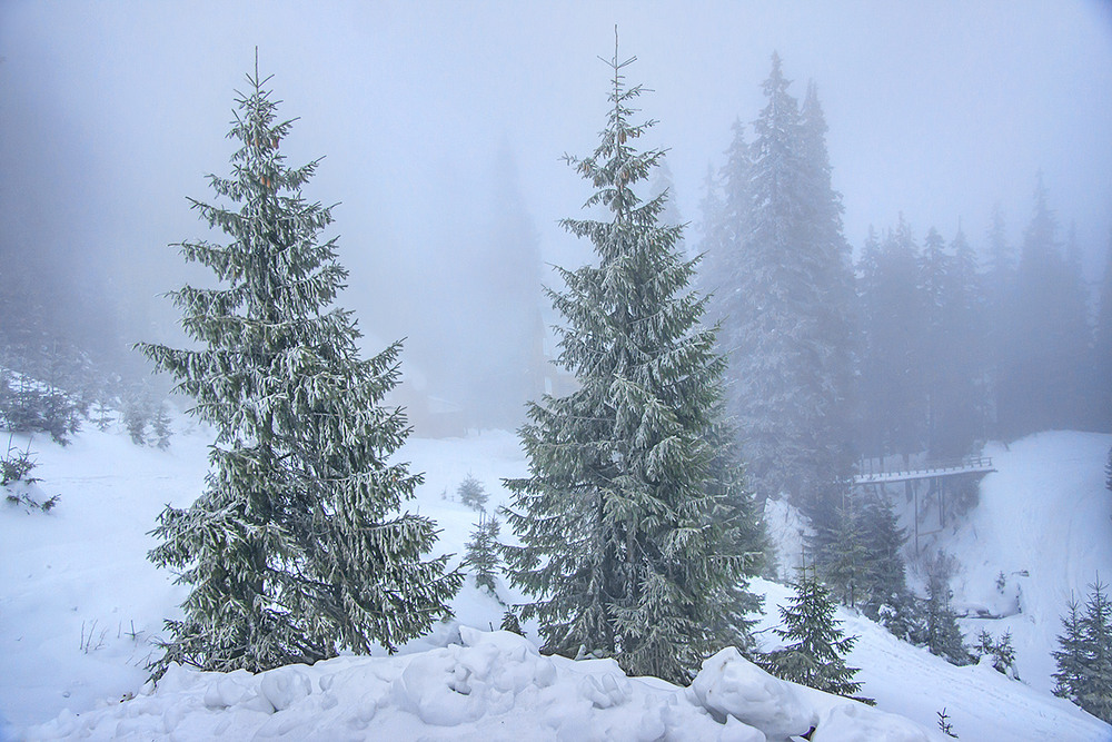 Фотографія В снігу гуляла, туман збирала, кого хотіла причарувала. Зима? / Юрій Максименко / photographers.ua