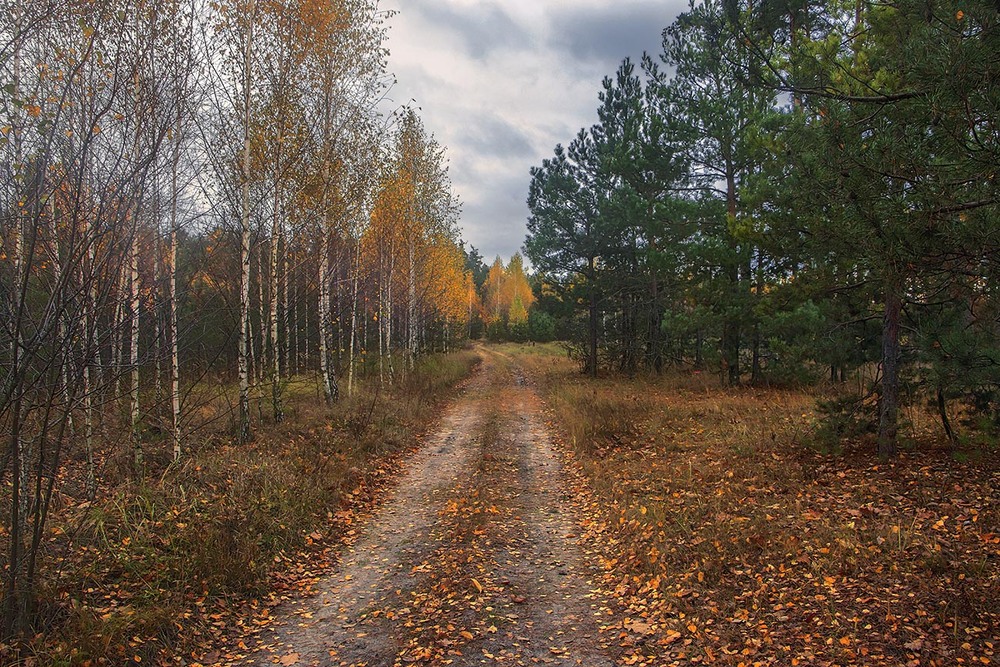 Фотографія Буває - і погода похмура, і дощик обридає, а на душі радість: жовтень опадає і стелиться під ноги. / Юрій Максименко / photographers.ua