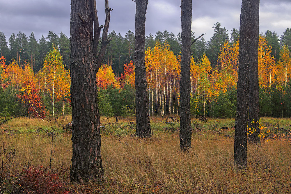 Фотографія У млосному тягучому тупотинні крапель з пустого неба ліс роз'яскравився – наостанок. / Юрій Максименко / photographers.ua