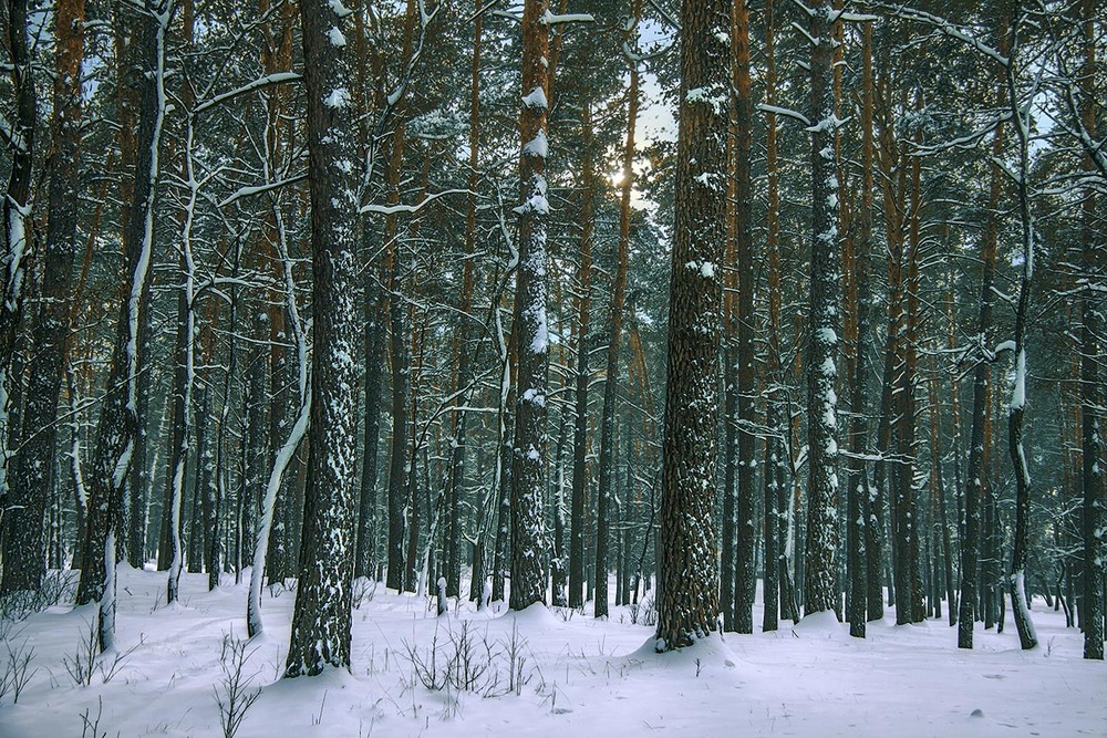 Фотографія Коли засніжений вечір настає, люде чомусь радіють, а потім зітхають - кожен про щось своє. / Юрій Максименко / photographers.ua
