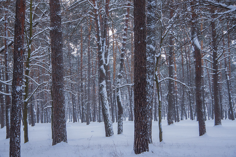 Фотографія Падав сніг на поріг. / Юрій Максименко / photographers.ua