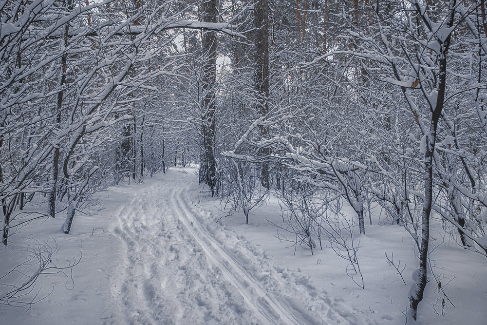 Фотографія Тривожні якісь вечірні сутінки в лісі настали в снігу. / Юрій Максименко / photographers.ua