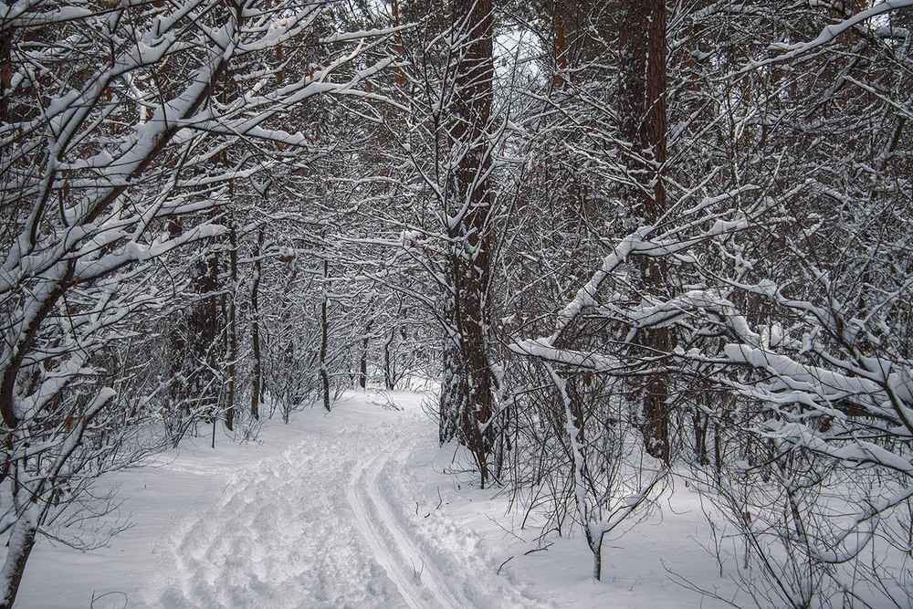 Фотографія ... снігу білого насипала зима / Юрій Максименко / photographers.ua