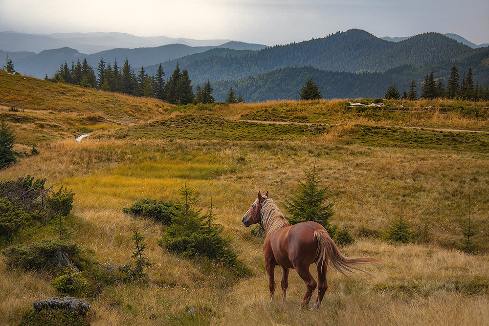 Фотографія Коли пожовклий вечір настає, коні чомусь радіють, а потім фиркочуть - кожен про щось своє. / Юрій Максименко / photographers.ua