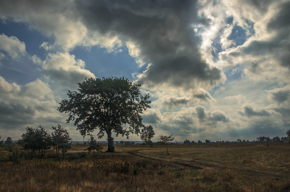 Фотографія Знайти дерево часу - добре, та ще й як. Та й на небі дивина відбувається. / Юрій Максименко / photographers.ua