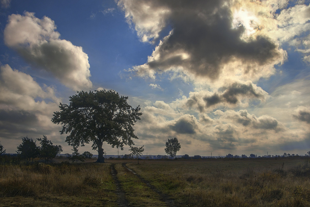 Фотографія Ця дорога веде лугом до моцного зеленого дуба, веселих хмар і сонця посеред начеб-то осені. / Юрій Максименко / photographers.ua