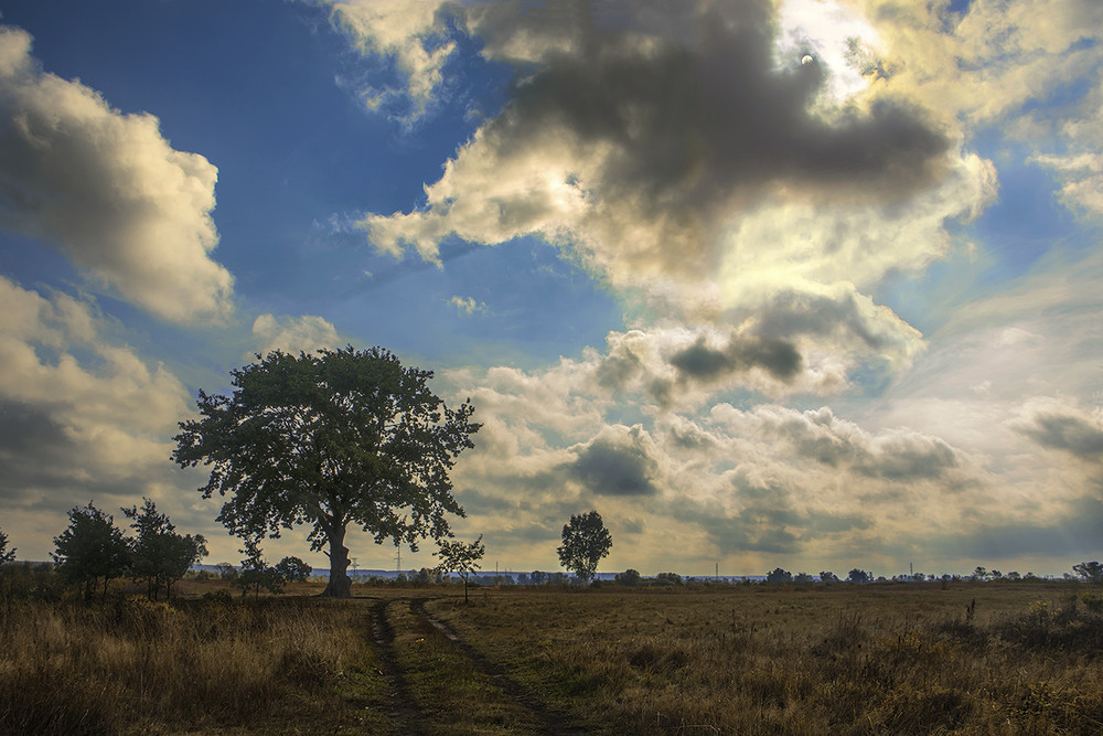 Фотографія Сяючий шлях повз самотнього дуба часу - до сонця лежить посеред жовтня в передмісті столиці. / Юрій Максименко / photographers.ua