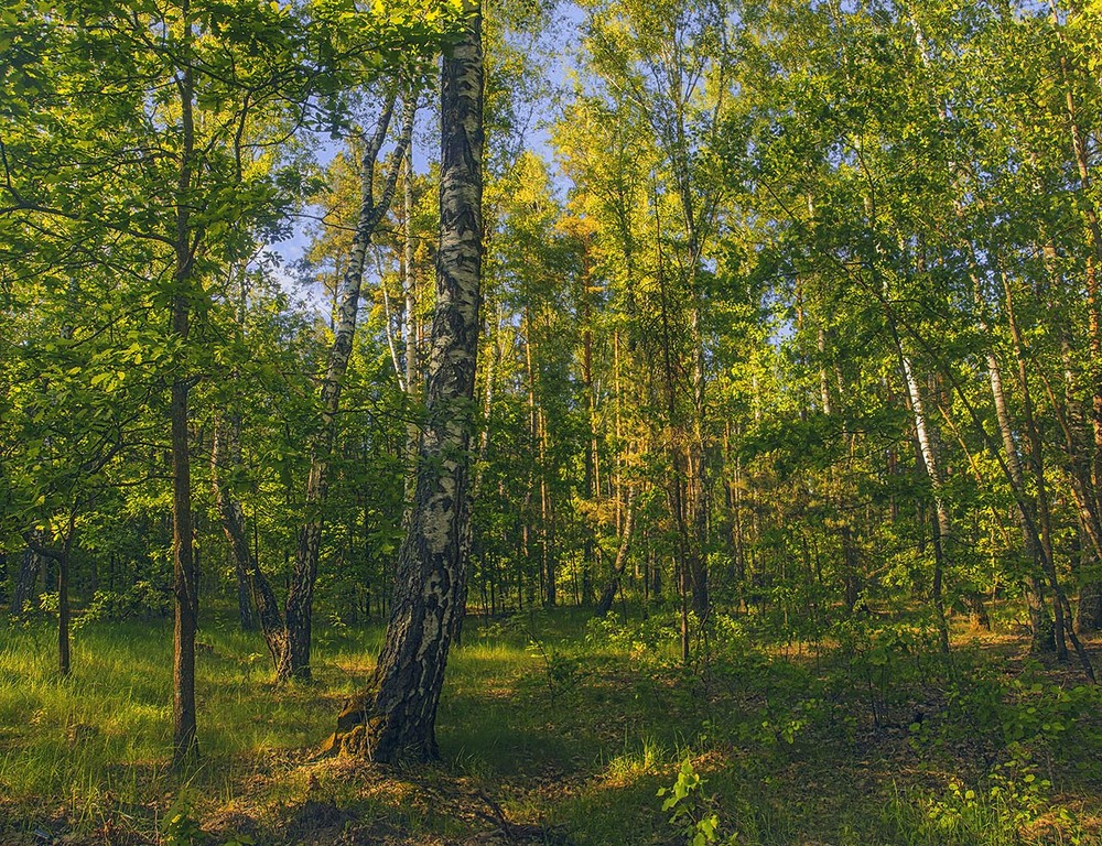 Фотографія Травневий вечір у лісі настав і стався. / Юрій Максименко / photographers.ua