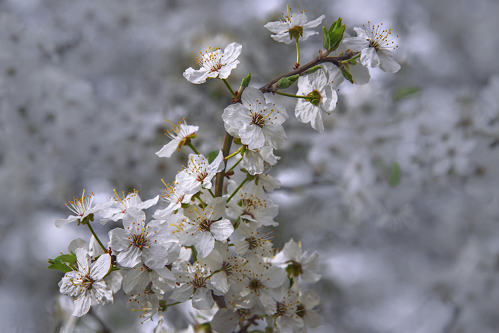 Фотографія Весна іде – красу несе, і в тій красі – квітує все: білим по білому. / Юрій Максименко / photographers.ua
