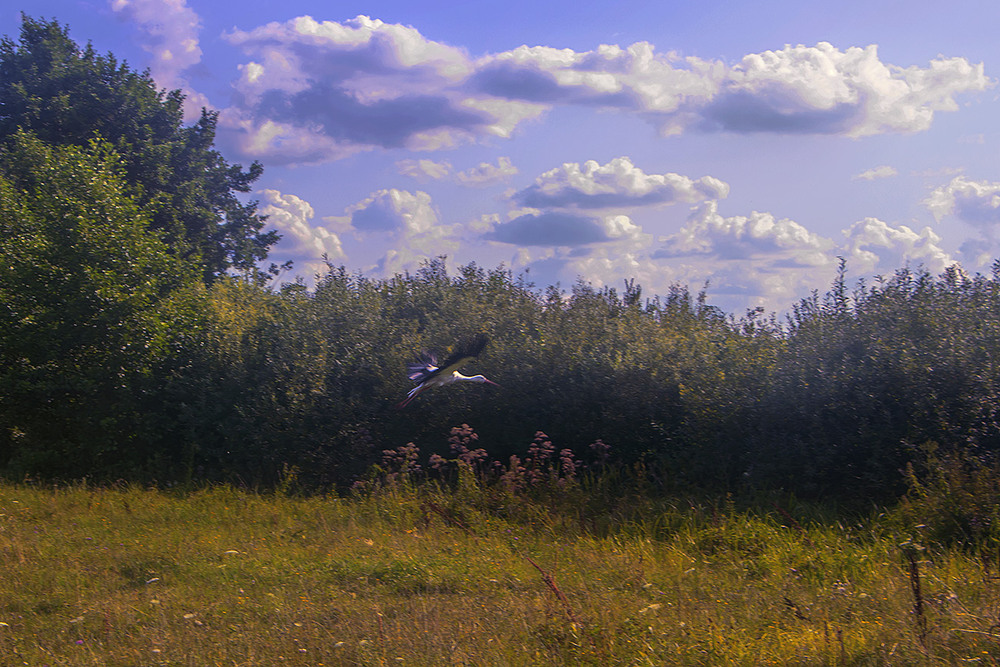 Фотографія Бусли літають в пошуках жаб, хмари сунуться собі, а літо спливає потихеньку увечері. / Юрій Максименко / photographers.ua